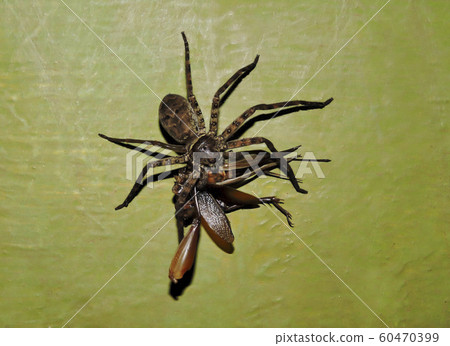 Huntsman spider with kill, Heterodox maxims, Nagarhole National Park, Karnataka, India 60470399