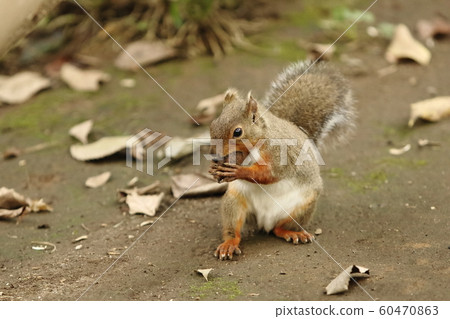 Japanese squirrel biting a walnut held in both hands Japanese squirrel biting a walnut held in both hands 60470863