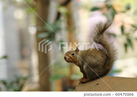 Japanese squirrel with its tail raised and looking around 60470866