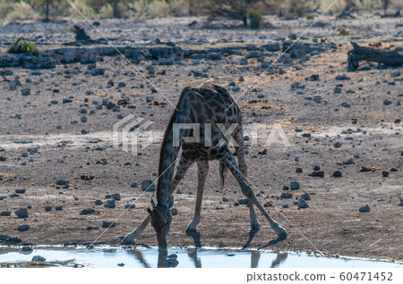 Giraffes in Etosha National Park 60471452