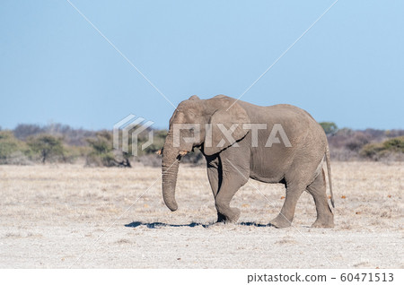A Solitary Male Elephant Walking across the Plains of Etosha National Park A Solitary Male Elephant Walking across the Plains of Etosha National Park 60471513
