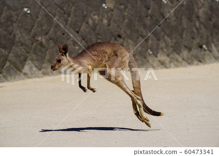 Eastern gray kangaroo Eastern gray kangaroo 60473341
