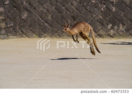 Eastern gray kangaroo Eastern gray kangaroo 60473353