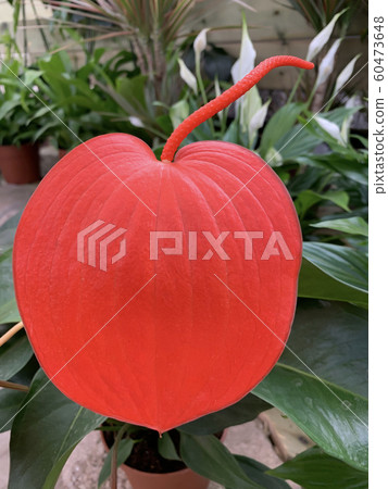 Red flower Anthurium Scherzer (Anthurium Red flower Anthurium Scherzer (Anthurium 60473648