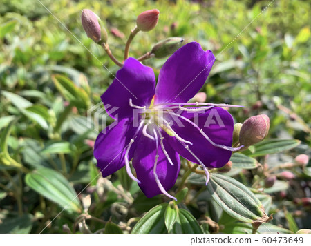 Blue flower of Tibuhin Urvilleana (Tibouchina Blue flower of Tibuhin Urvilleana (Tibouchina 60473649