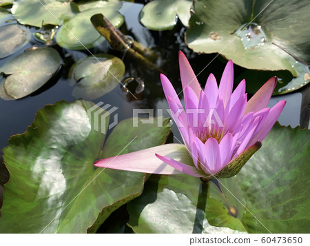 Flowering pink lotus closeup Flowering pink lotus closeup 60473650