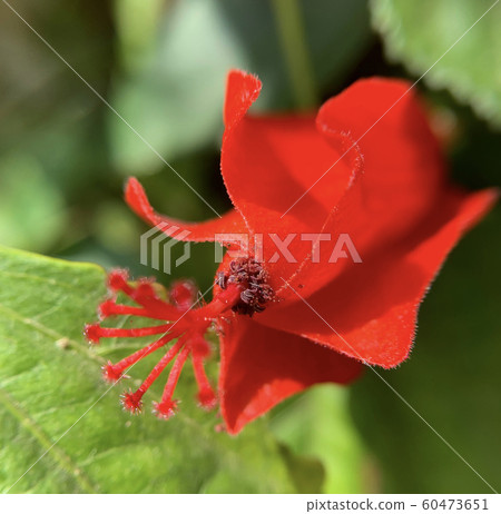 Red Hibiscus Flower closeup (lat.- Hibiscus) Red Hibiscus Flower closeup (lat.- Hibiscus) 60473651