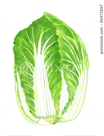 Cabbage 60473897