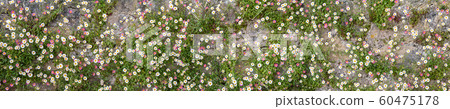 Flowers on the wall Flowers on the wall 60475178