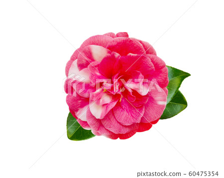 White and pink bicolor camellia flower 60475354