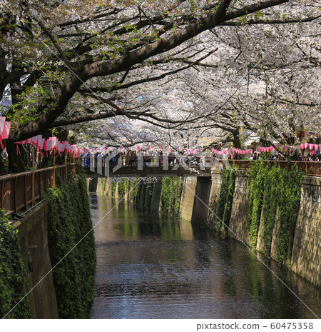 Cherry blossoms of Meguro River 60475358