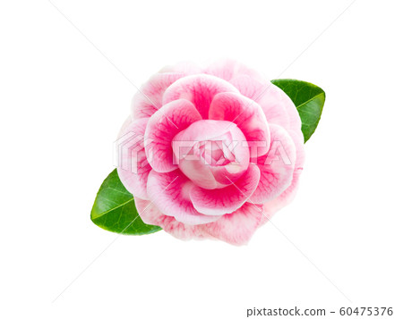 Tender pink camellia flower 60475376