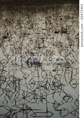 景觀自然植物鳥照片拉姆薩爾公約天鵝的泉泉的死蓮花莖和天鵝混亂 60475463