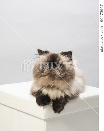 Himalayan looking up 60475647