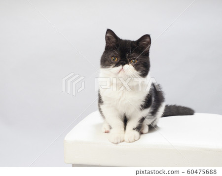 Sitting kitten 60475688