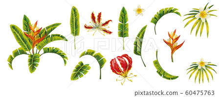 Isolated tropical leaves flowers white background 60475763