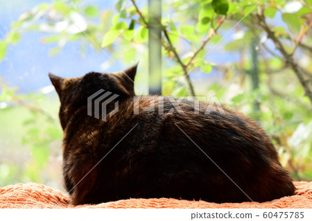 A rustic cat looking out of the window. Cat image material A rustic cat looking out of the window. Cat image material 60475785