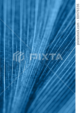 Texture of leaf against the light. Abstract natural background. Classic blue tone. Texture of leaf against the light. Abstract natural background. Classic blue tone. 60476336