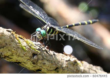 Onyanma taking a break along the mountain stream. Kamaishi, Iwate, Japan. Early September. 60476445