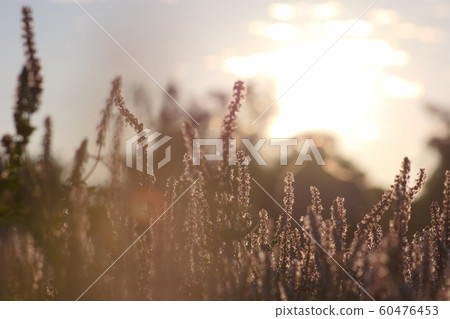 2019 Taoyuan Fairy Grass Festival 60476453