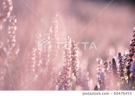 2019 桃園仙草花節 60476455