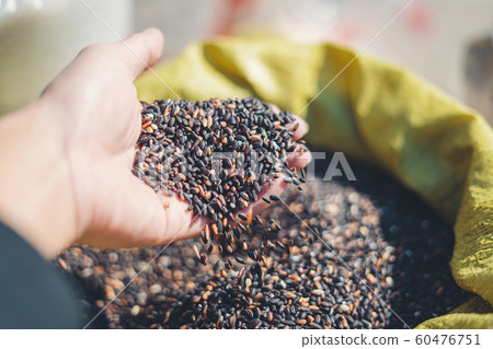 Many kinds of rice seeds in the bag at the market Many kinds of rice seeds in the bag at the market 60476751