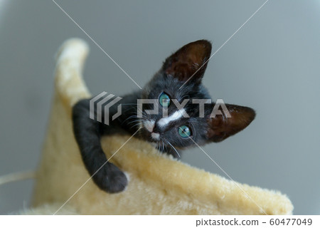 Young kitten playing on scratcher 60477049