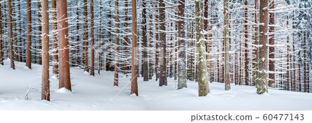 Panorama landscape of the winter forest of snowy spruce 60477143