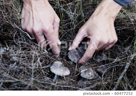 man picking a grey knight mushroom 60477252
