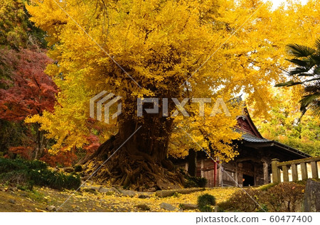 Large Ginkgo of Iwago Kannon Large Ginkgo of Iwago Kannon 60477400