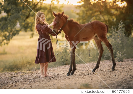 Girl walks home young horse in a spring meadow with yellow grass Girl walks home young horse in a spring meadow with yellow grass 60477695