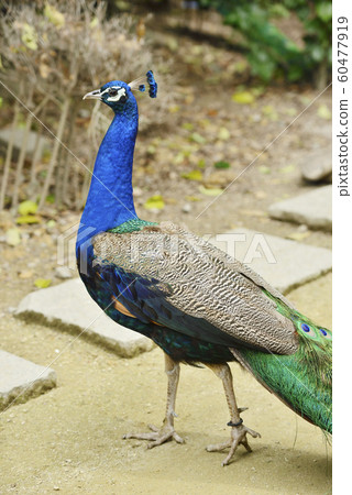 孔雀印第安孔雀求愛 照片素材 圖片 圖庫