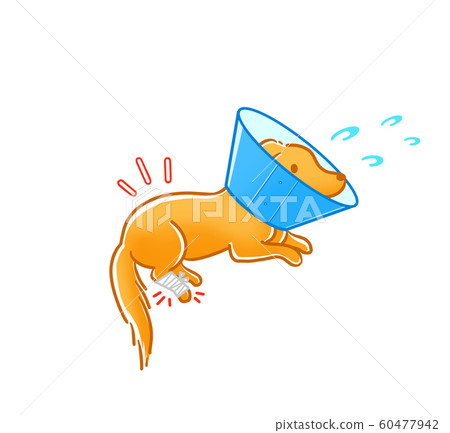 Dog injury elizabeth collar Dog injury elizabeth collar 60477942