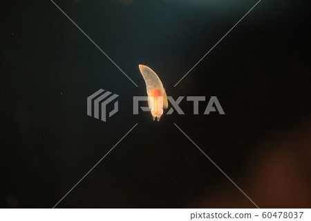 Clione Clione 60478037