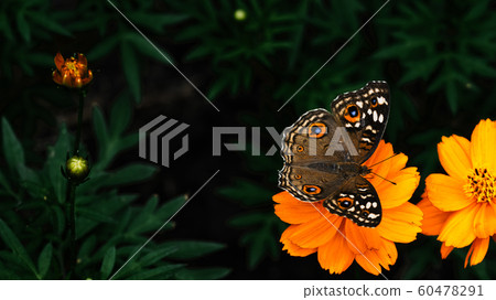 A butterfly on flowers in the garden 60478291