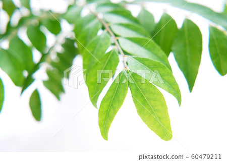 Curry leaf Curry leaf 60479211