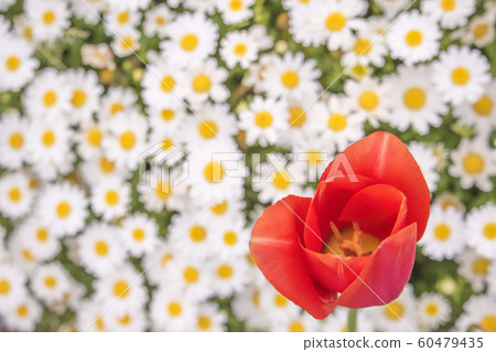 紅色鬱金香-鬱金香的春天風景開始反對小雞菊花盛開 紅色鬱金香-鬱金香的春天風景開始反對小雞菊花盛開 60479435