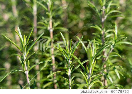 Rosemary (home garden) November Rosemary (home garden) November 60479753