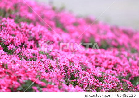 Moss phlox Moss phlox 60480129
