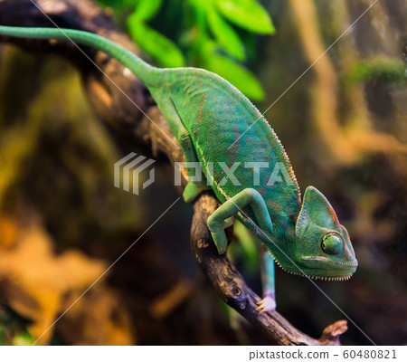 Beautiful green chameleon with gorgeous spotted scaly skin and rotating eyes on a branch looking at the camera. Beautiful green chameleon with gorgeous spotted scaly skin and rotating eyes on a branch looking at the camera. 60480821