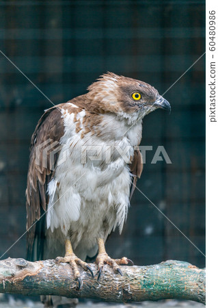 Close up of Honey buzzard Close up of Honey buzzard 60480986
