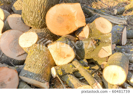 Deforestation of trees, forests, pile of firewood, 60481739