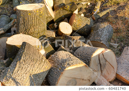 Deforestation of trees, forests, pile of firewood, 60481740