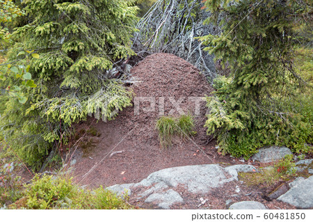 Summer landscape. Ant hill under fir trees in the Summer landscape. Ant hill under fir trees in the 60481850
