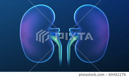 Realist Human kidney cross section on scientific Realist Human kidney cross section on scientific 60482276