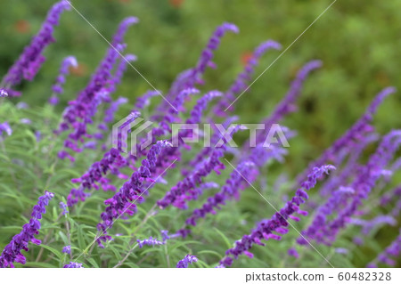 Sage Amethyst Sage 60482328