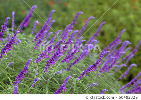 Sage Amethyst Sage 60482329