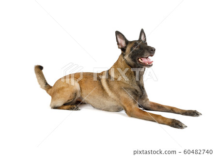 Cute Belgian shepherd dog Malinois lying on a Cute Belgian shepherd dog Malinois lying on a 60482740