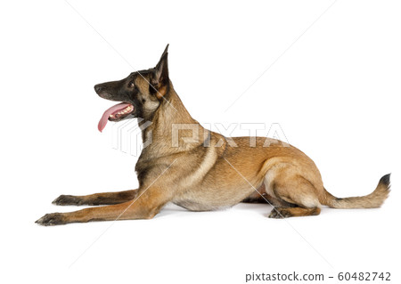 Purebred Belgian shepherd dog Malinois with his 60482742
