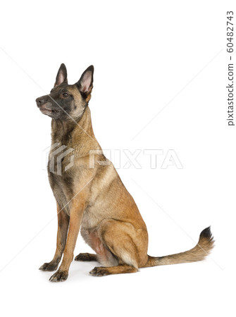 Purebred Belgian shepherd dog Malinois sitting on Purebred Belgian shepherd dog Malinois sitting on 60482743